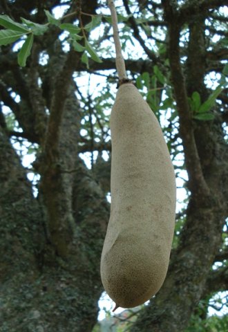 Kigelia africana fruit